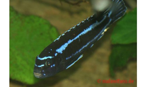 Melanochromis cyaneorhabdos